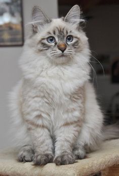 a cat sitting on top of a scratching post