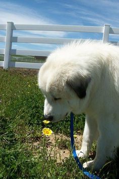 a large white dog with a blue leash in the grass near a fence and flowers