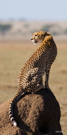 a cheetah sitting on top of a rock