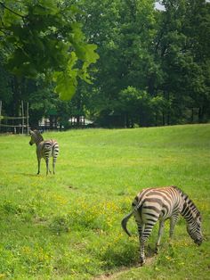 two zebras grazing on grass in an open field