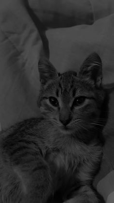 a black and white photo of a cat