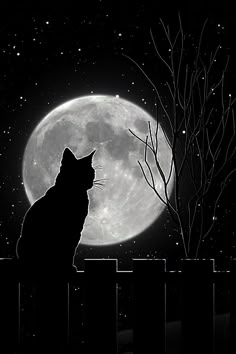 a cat sitting on a fence looking at the moon