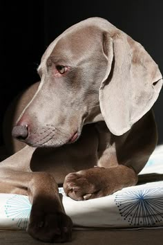 a brown dog laying on top of a pillow