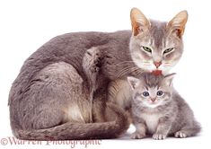 two cats sitting next to each other on a white surface with one cat looking at the camera