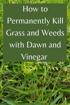 grass and weeds with the words how to permanently kill grass and weeds with dawn and vinegar