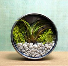 an air plant in a glass container filled with rocks and moss