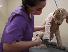 a woman grooming a poodle on top of a table