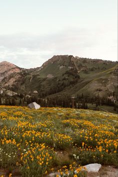 a field with yellow flowers and mountains in the background