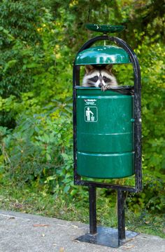 a raccoon peeks out of a green trash can on the side of the road