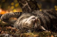 a cat laying on its back in the grass next to a tree and fallen leaves