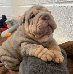 a large dog sitting on top of a stuffed animal