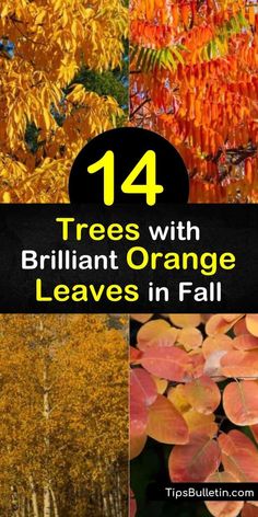 Discover how to create a fiery fall landscape with orange foliage trees. Plant full sun trees such as red maple, dogwood (Cornus), Japanese maple, and sumac and enjoy vibrant orange leaf color during the autumn months. #trees #orange #leaves #fall Trees With Red Leaves, Red Autumn Leaves, Cornus Florida, Homestead Lifestyle, Hickory Tree, Acer Rubrum, Red Autumn