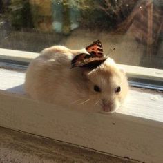 a cat with a butterfly on it's head sitting in a window sill