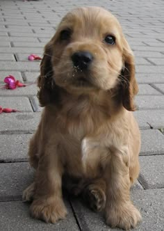 a brown dog sitting on top of a sidewalk next to confetti florets