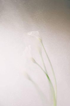 a single white flower in a vase with water droplets on the wall behind it,