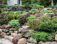 a garden with rocks and plants growing on the side of it, along with steps leading up to a building