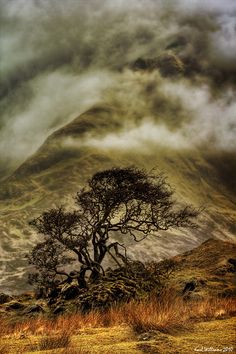 a lone tree stands in the foreground as clouds hover over a mountain range