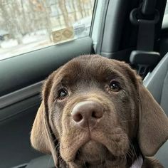 a brown dog sitting in the back seat of a car