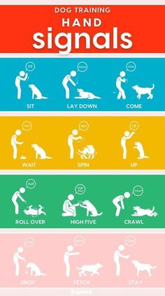 the dog training signals for dogs to learn how to use their leashs and collars