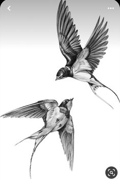 two birds flying next to each other on a white background in black and white,