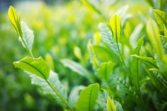 green leaves are growing in the grass