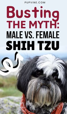 a black and white dog wearing a red bandana with text busting the myth male vs female shih tzu