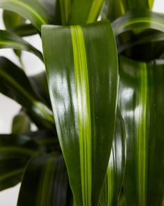 the large green plant has very thin leaves