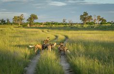 three hyenas running through tall grass on a path in the middle of an open field