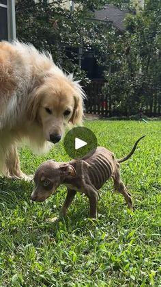 an image of a dog playing with two small dogs in the grass and one is looking at it