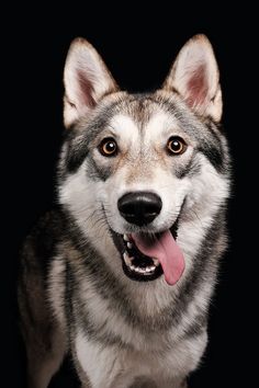 a close up of a dog with its tongue out and eyes wide open, on a black background