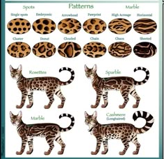 the different types of cats and their names in each animal's body type, including leopard