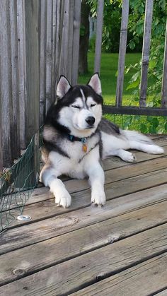 a black and white dog laying on top of a wooden deck next to a fence