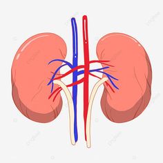 an illustration of the human kidney with blood vessels, transparent png and psd