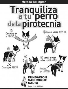 the instructions for how to wear a dog harness in spanish and english, with pictures of dogs