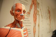 a model of the human body in front of a wall with medical diagrams on it