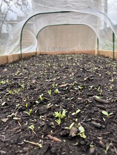 the inside of a greenhouse with plants growing out of it's ground and plastic covering