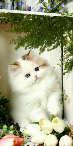 a fluffy white kitten sitting on top of a shelf next to flowers and greenery