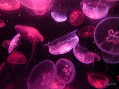 many jellyfish are swimming in the dark water and glowing pink lights shine on them