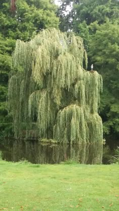 a large willow tree next to a small pond