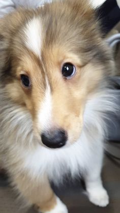 a brown and white dog standing on top of a floor