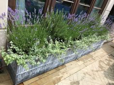 purple flowers are growing in an old metal planter on the side of a building