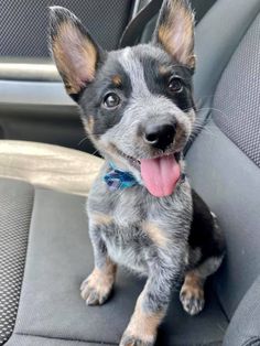 a small dog sitting in the back seat of a car with its tongue hanging out