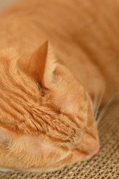 an orange tabby cat sleeping on top of a brown chair with it's eyes closed