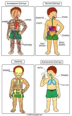 four different types of the body and their functions in each part of the human body