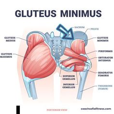 an image of the anatomy of the shoulder and its major muscles, including the gluteus