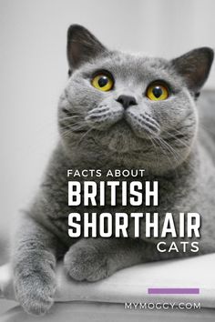 a grey cat sitting on top of a bed with the words fact about british shorthair cats