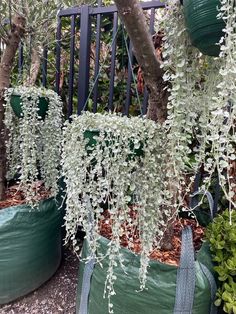 some white flowers are hanging from a tree in a garden with plastic bags on the ground