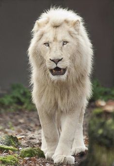 a white lion walking across a forest floor