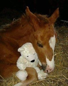 a brown horse laying down next to a white teddy bear on some dry grass and hay