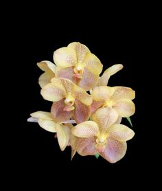 yellow and pink orchids against a black background